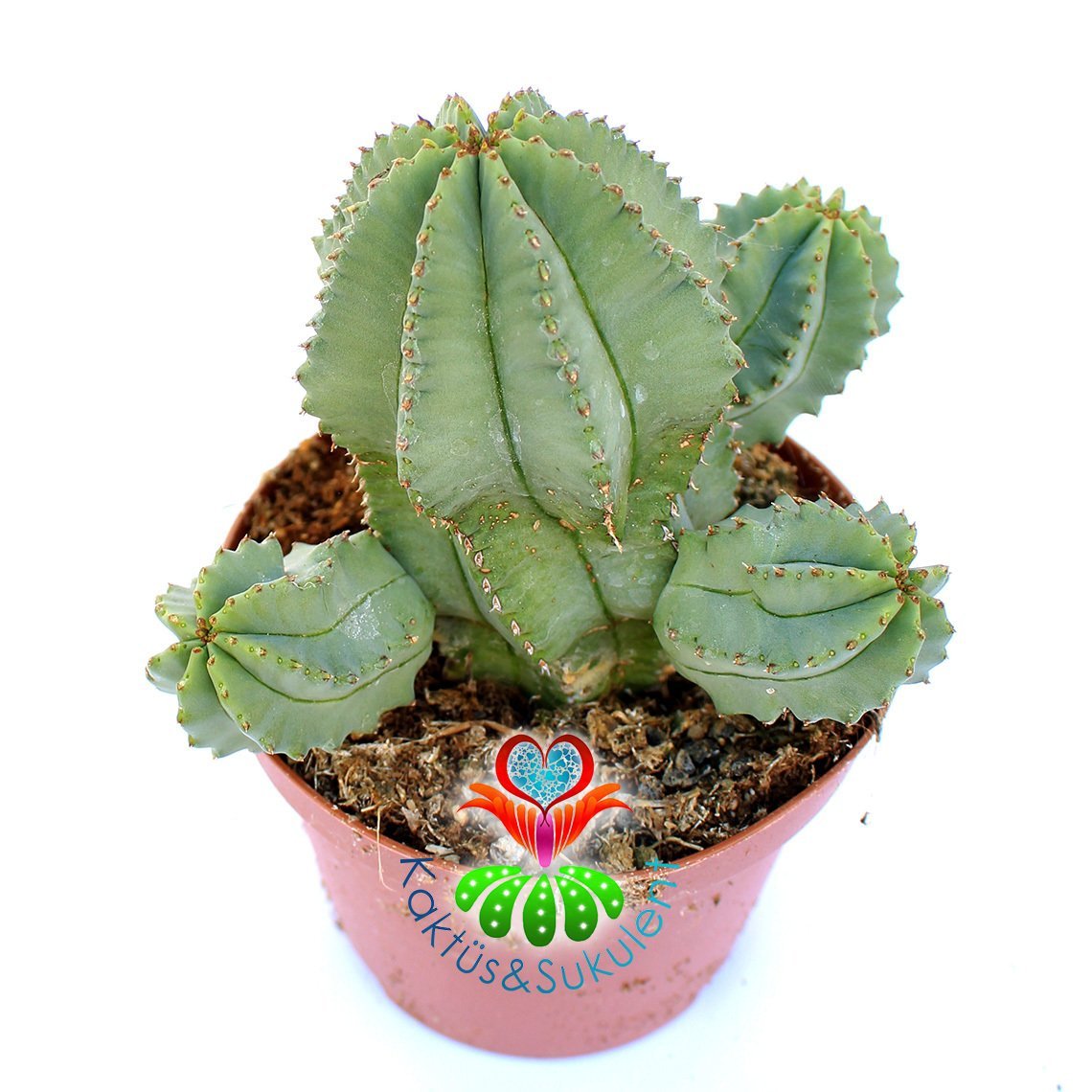 Euphorbia Anoplia-Açık Yeşil Renk Nadir Tür Kaktüs-8 cm Saksıda