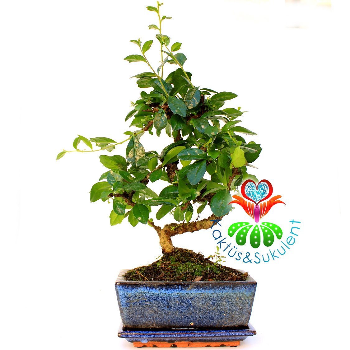 S Gövdeli Carmona Bonsai, Mükemmel Formlu 15 cm kare saksı Minyatür Ağaç Kalın Gövdeli 40 cm boy