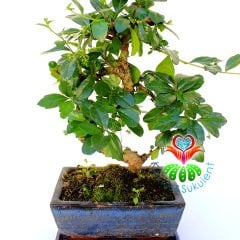 S Gövdeli Carmona Bonsai, Mükemmel Formlu 15 cm kare saksı Minyatür Ağaç Kalın Gövdeli 40 cm boy