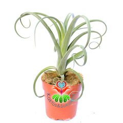 Tillandsia 'Curly Slim'-Saksıda Hava Bitkisi-Air Plant-12cm Saksıda-30 cm