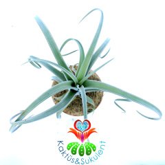 Tillandsia 'Curly Slim'-Saksıda Hava Bitkisi-Air Plant-12cm Saksıda-30 cm