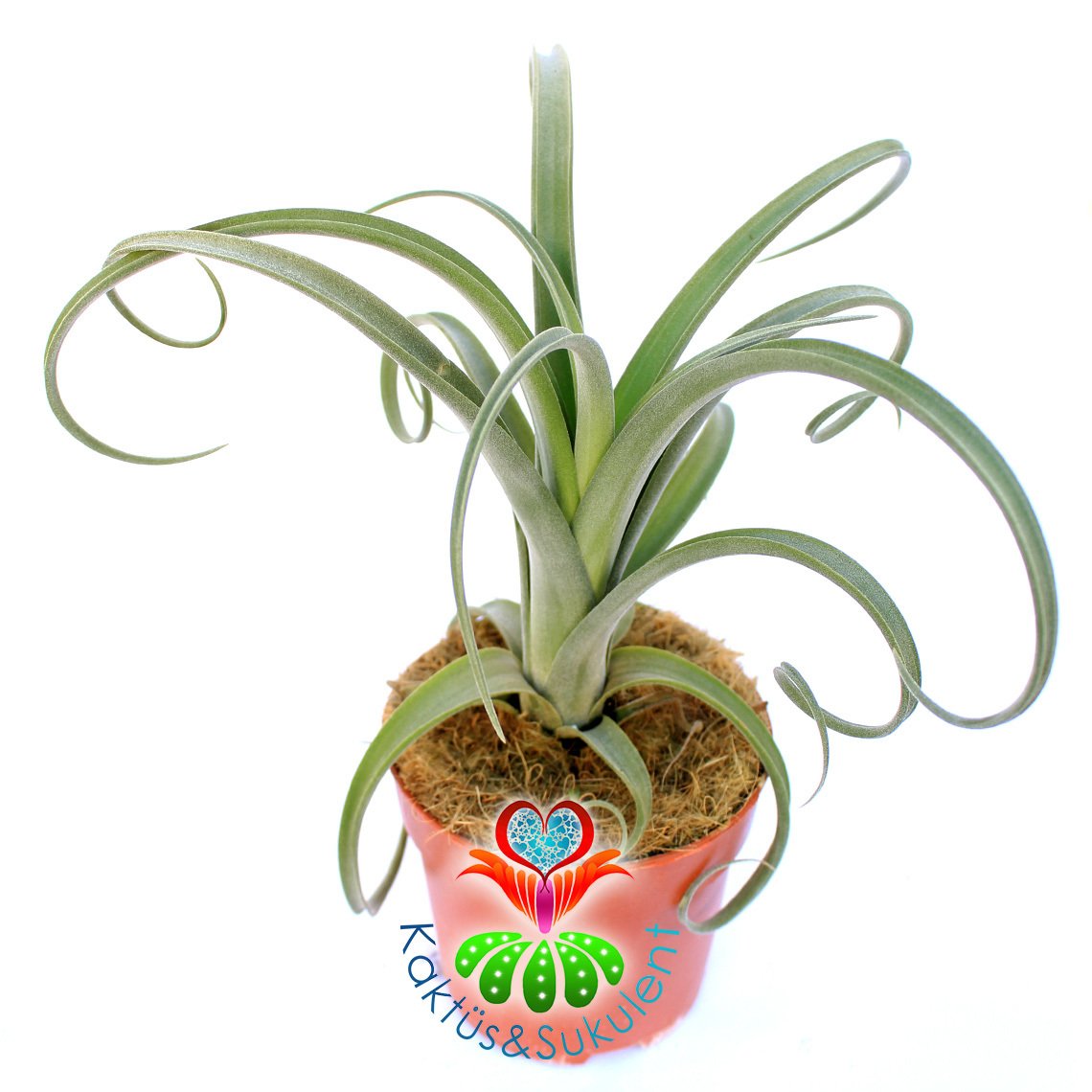 Tillandsia 'Curly Slim'-Saksıda Hava Bitkisi-Air Plant-12cm Saksıda-30 cm