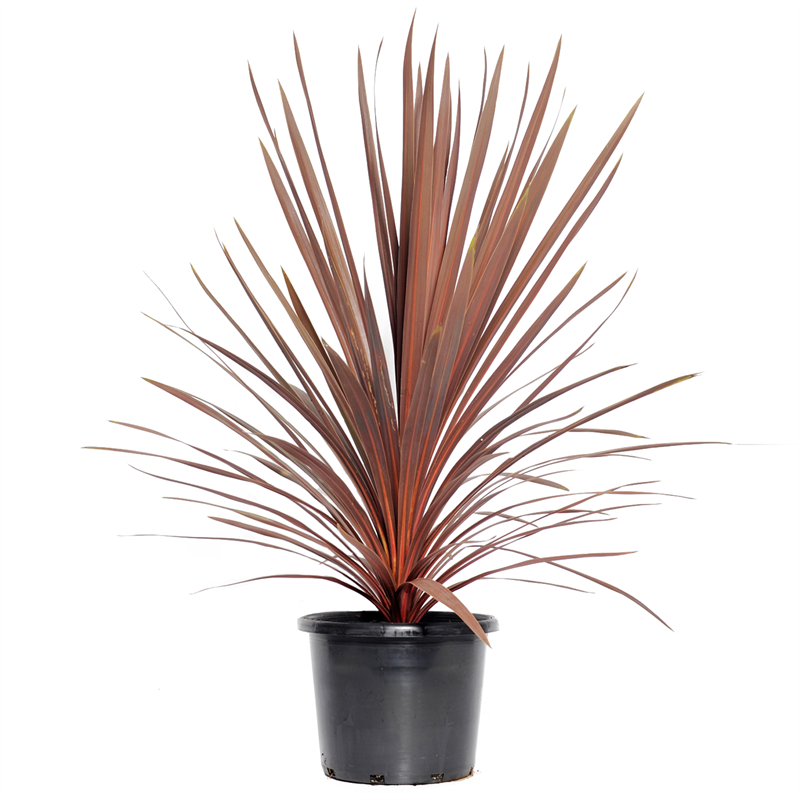 Cordyline Australis Red Star-Bordo Yapraklı Fantastik Bitki-20cm Saksıda-80cm Yükseklik