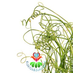Dekoratif Ayaklı Saksıda Özel Tür Bitki Albuca Spiralis Bitkisi-30 cm