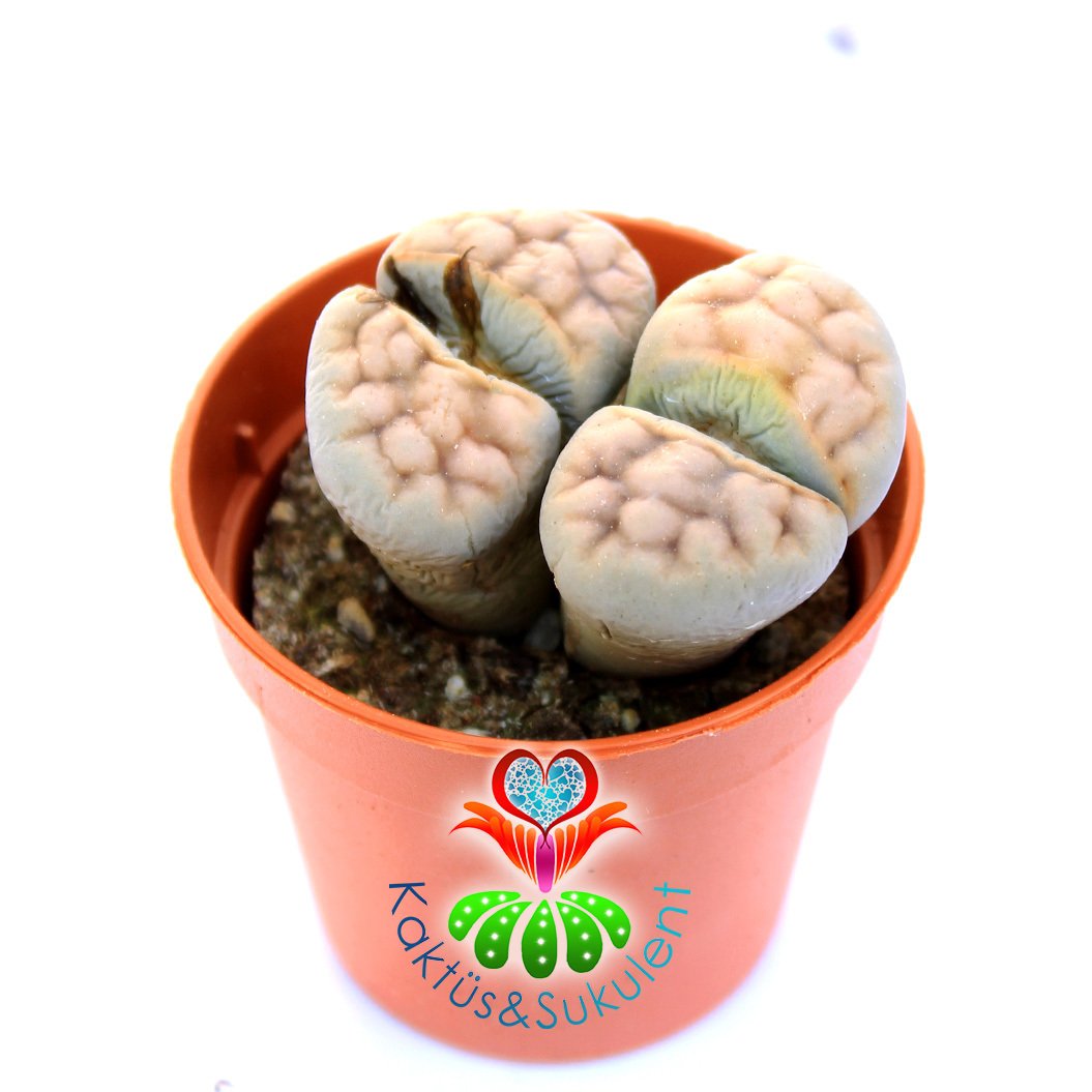 Lithops Jacobseniana C227-Turuncu Çizgili Renk Yaşayan Taş Kaktüs-5,5 cm Saksıda İthal