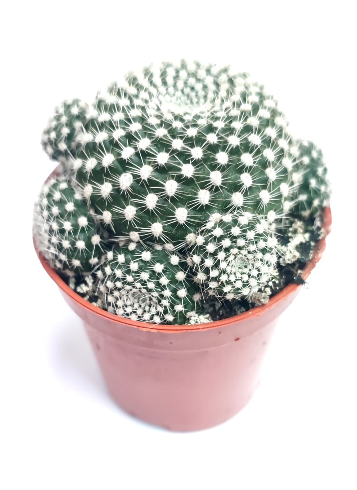 Sulcorebutia Heliosaides Sarı - Kırmızı Çiçek Açar 5,5 cm saksıda-Koleksiyonluk Kaktüs
