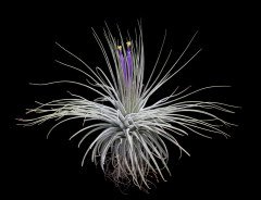Tillandsia Magnusiana-Mor Çiçek Açan Topraksız Yaşayan Hava Bitkisi-Air Plant-7 cm