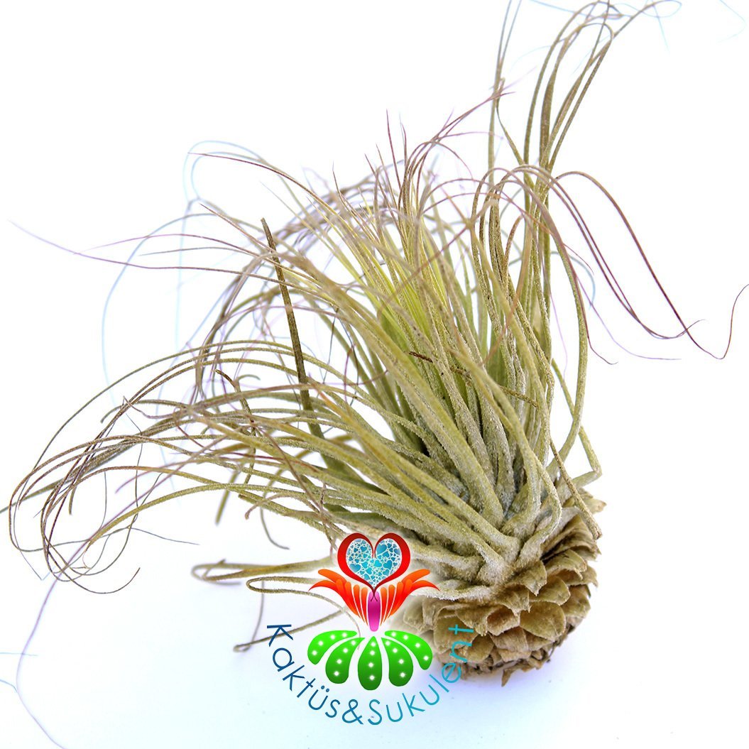 Tillandsia Magnusiana-Mor Çiçek Açan Topraksız Yaşayan Hava Bitkisi-Air Plant-7 cm