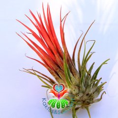Tillandsia Lonantha Red-Kırmızı Renk Topraksız Yaşayan Hava Bitkisi-Air Plant-8 cm