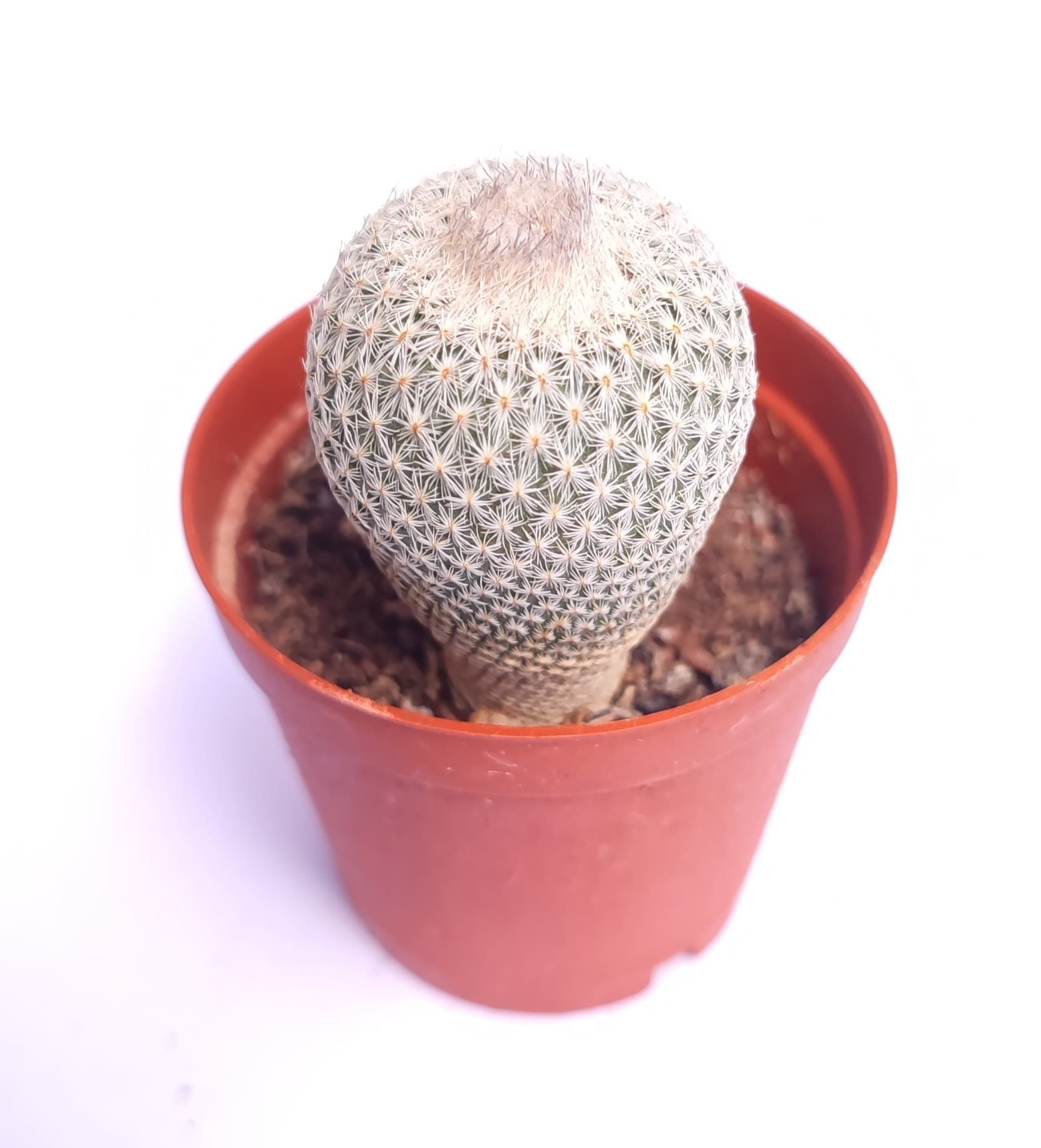 Epithelantha Micromeris-Dikey Beyaz Diken ÇOK NADİR TÜR-5.5 cm saksida