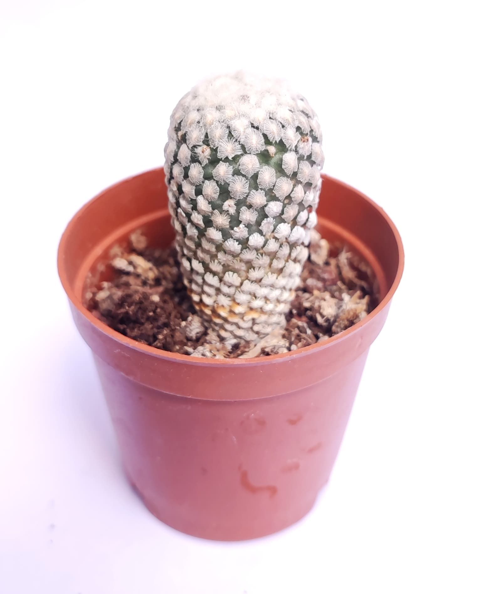Pelecyphora valdeziana (Turbinicarpus valdezianus) Nadir Tür Kaktüs-5,5 cm saksıda-Koleksiyonluk Kaktüs