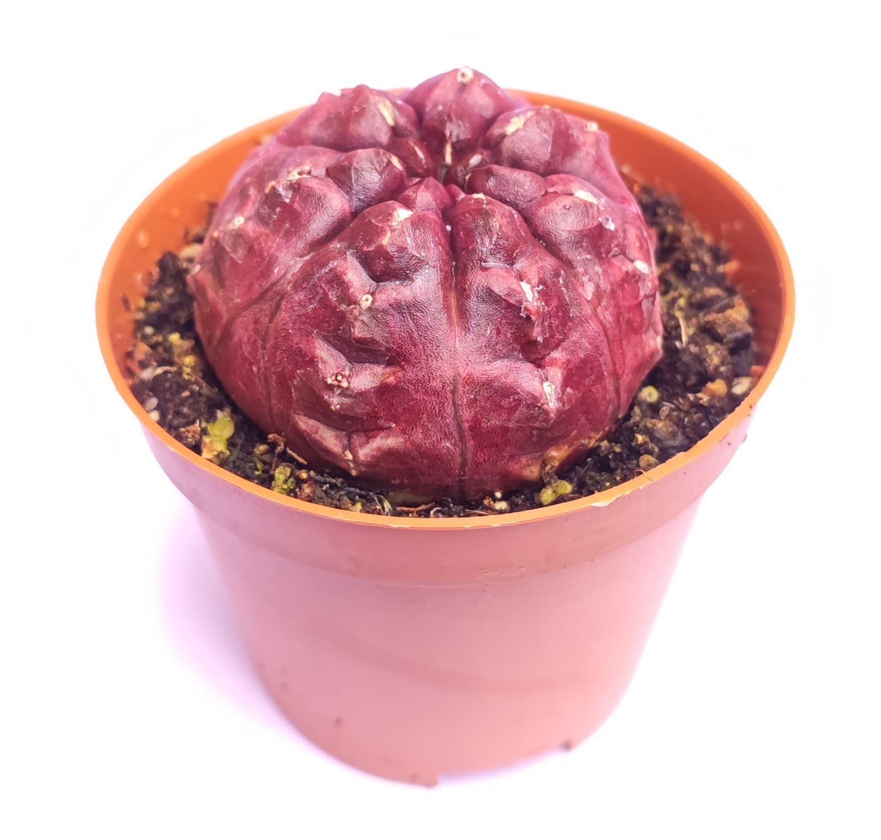 Gymnocalycium Mihanovichii Daydream - Doğal Bordo Renkli, Köklü Özel tür Kaktüs-8,5 cm Saksıda