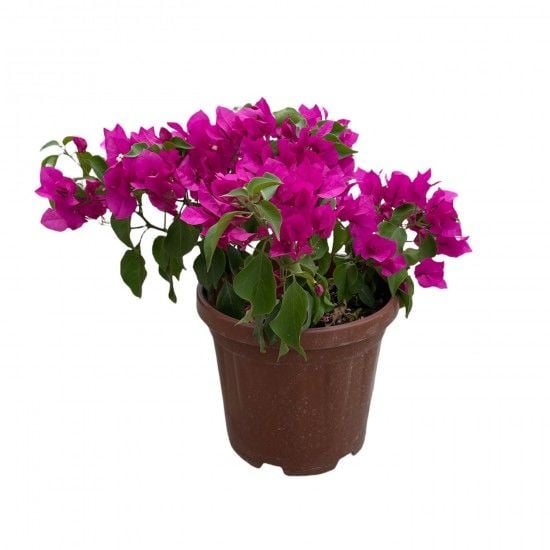 Begonvil Sarmaşığı, Bougainvillea spectabilis 14 cm Saksıda 30 cm Boylarda