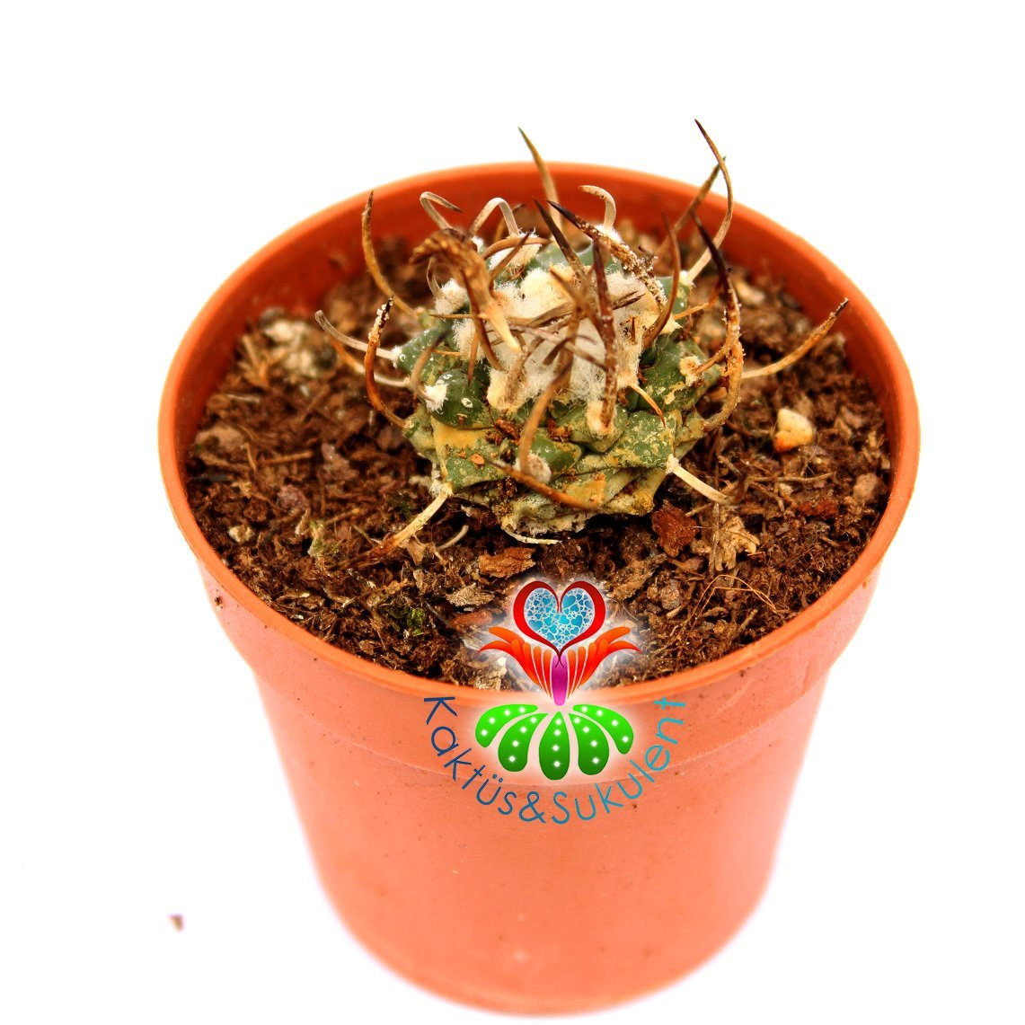 Turbinicarpus Schmiedickeanus-Çok Nadir Tür Kaktüs-5,5 cm Saksıda-Yetişkin Halde