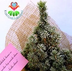 Hediye Seti- Süslenmiş Canlı Çam Ağacı(Picea Glauca)-Peluş Oyuncak ve Çikolata