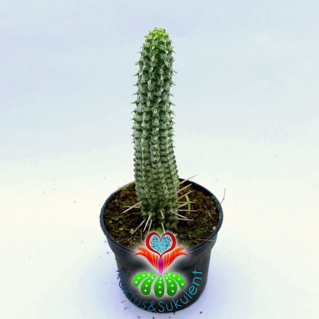 Euphorbia Mammillaris Variegata-Beyaz Renk Kaktüs-8,5 cm Saksıda