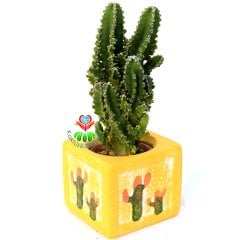 Seramik Saksıda Radyasyon Emici Kaktüs-Cereus Peruvianus Florida Inermis- Hediyelik 8x8 Saksı Boyutu