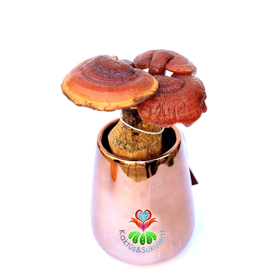 Dekoratif Saksısında Reishi Mantarı-Ganoderma Lucidum (Dondurulmuş)-25cm Büyüklükte-Çok Şık