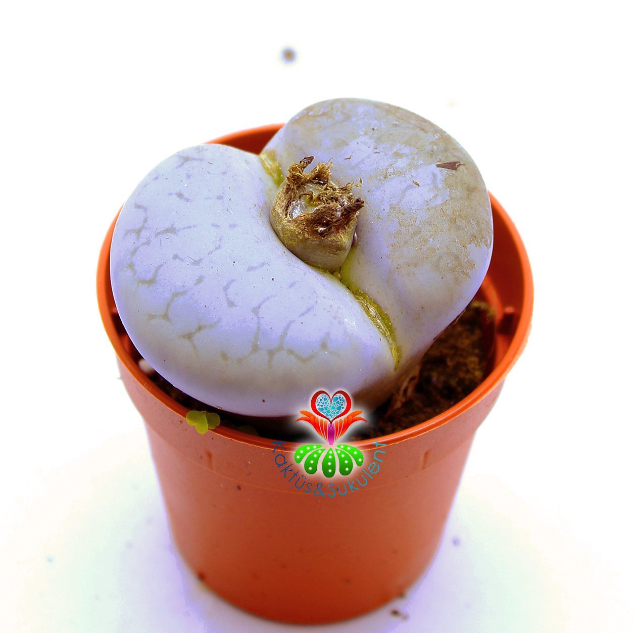 Lithops Ruschiorum C101-Beyaz Renk Büyük Taş Kaktüs-5,5 cm Saksıda İthal