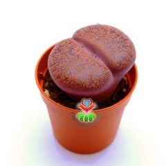 Lithops Aucampiae C004-Bordo Renk Büyük Taş Kaktüs-5,5 cm Saksıda İthal