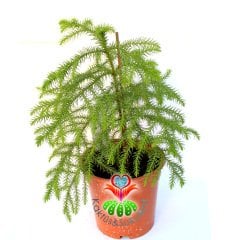 Salon Çamı-Araucaria Heterophylla -Maymun Çıkmaz Ağacı-17 cm Saksıda-Hava Temizleyici-İç Mekan Ağaç