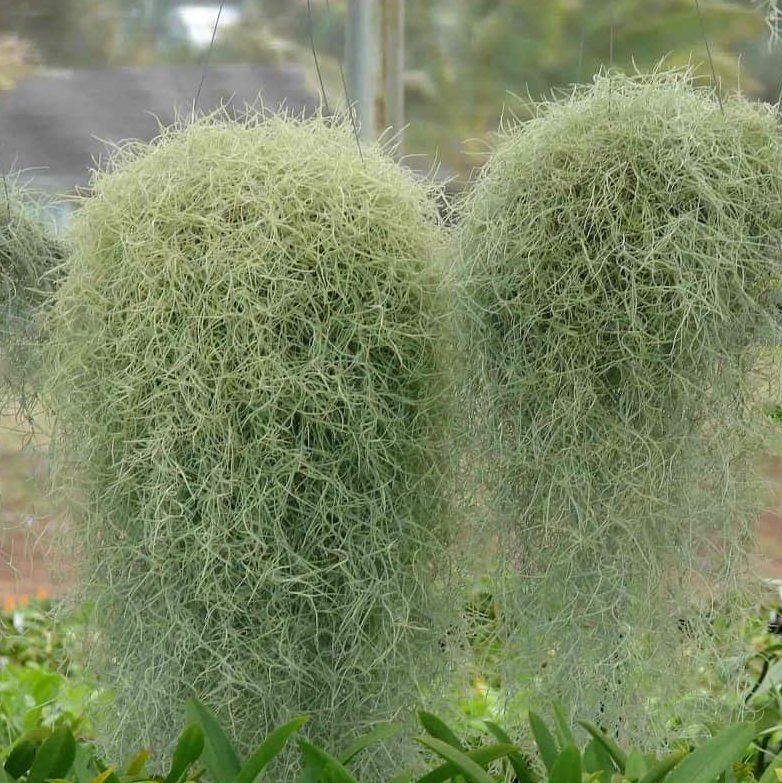 Tillandsia Usneoides- Hava Bitkisi-İspanyol Yosunu-Air Plant-Köksüz Hava Temizleyici 35 cm Uzunlukta