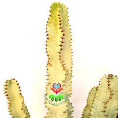 Canlı Dev Kaktüs,Euphorbia Ingens VARIEGATA 190+cm Uzunluğunda -40 cm Saksıda,190cm Çok Şık Ofis Cactus