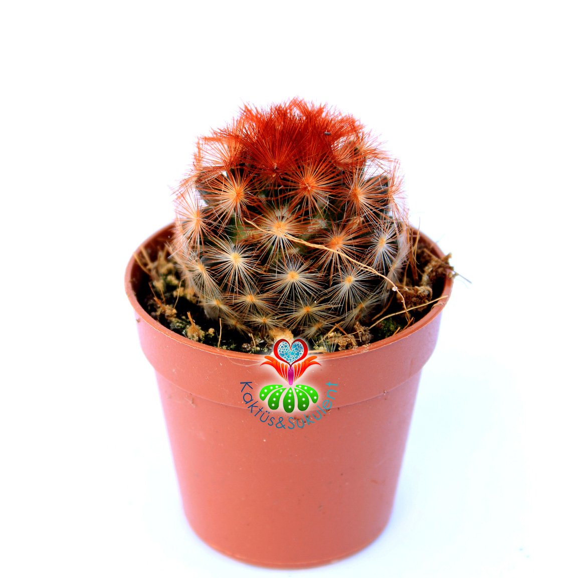 Mammillaria Carmenae Rubrispina-5,5 cm Saksıda Bronz Renk Dikenli Kaktüs