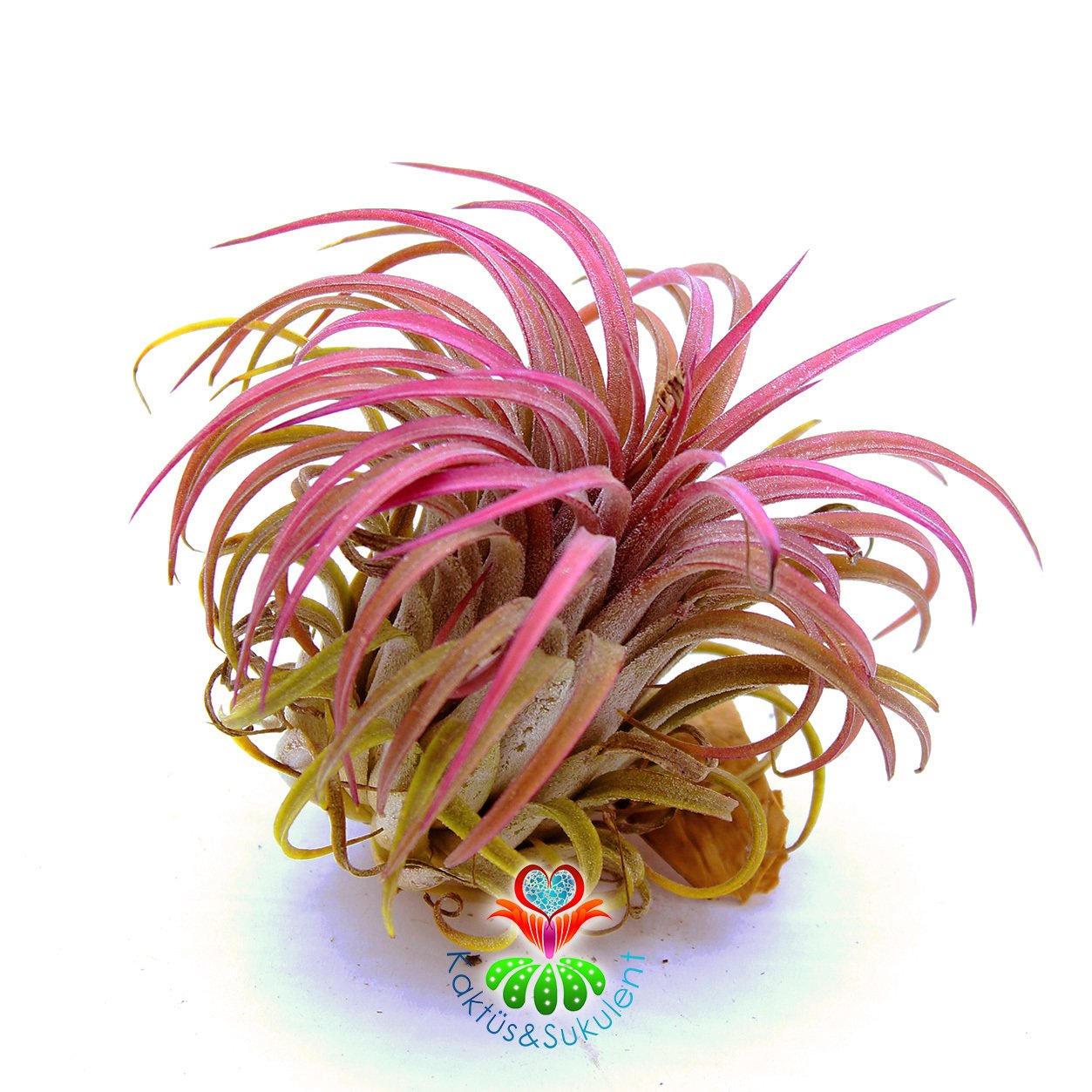 Tillandsia Ionantha Koyu Pembe-Kırmızı Renk Topraksız Yaşayan Hava Bitkisi-Air Plant-8 cm