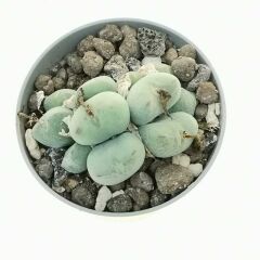 Conophytum Meyeri -Çok Nadir Tür Taş Kaktüs-6,5 cm Saksıda