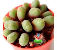 Conophytum Bicarinatum -Çok Nadir Tür Taş Kaktüs-5,5 cm Saksıda