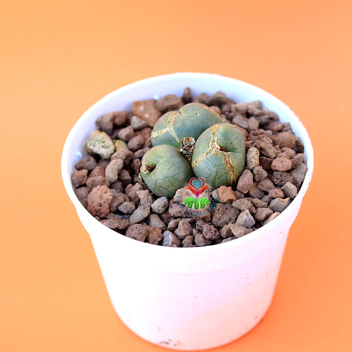 Conophytum Ficiforme -Çok Nadir Tür Taş Kaktüs-6,5 cm Saksıda