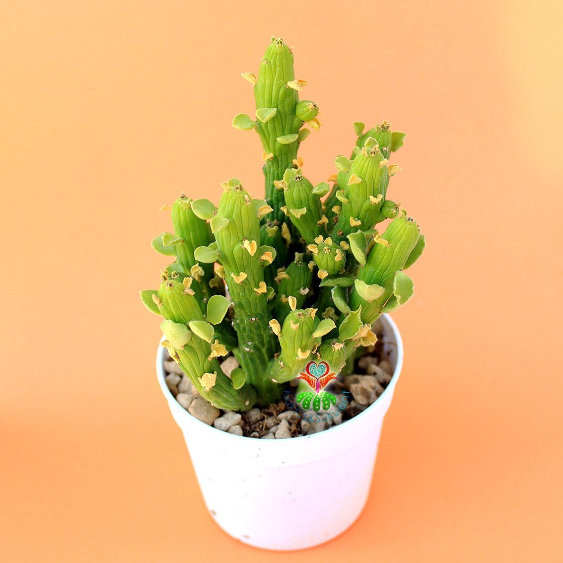 Monadenium Ellenbeckii-Canlı Yeşil Renkli Özel Tür Sukulent-8,5 cm Saksıda