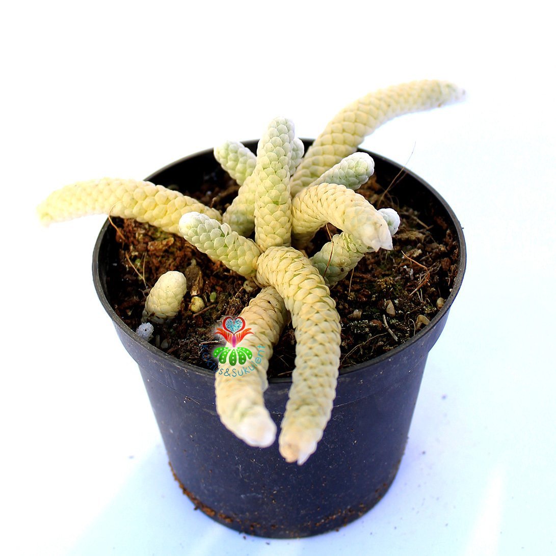 Avonia Papyracea ssp. Namaensis-Pul Gibi Dokulu Nadir Tür Sukulent-8,5 cm Saksıda