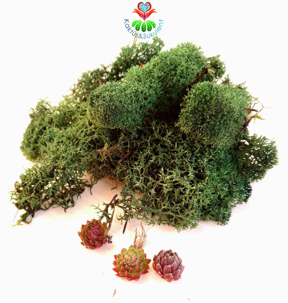 Koyu Yeşil Renk Canlı Terraryum Yosunu- Reindeer Moss- Rengeyiği Yosunu-Likeni,Mini Bahçe,Yosun