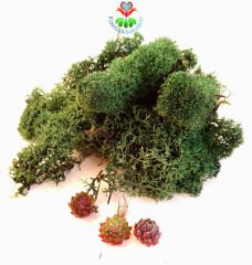 Koyu Yeşil Renk Canlı Terraryum Yosunu- Reindeer Moss- Rengeyiği Yosunu-Likeni,Mini Bahçe,Yosun