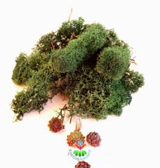 Koyu Yeşil Renk Canlı Terraryum Yosunu- Reindeer Moss- Rengeyiği Yosunu-Likeni,Mini Bahçe,Yosun