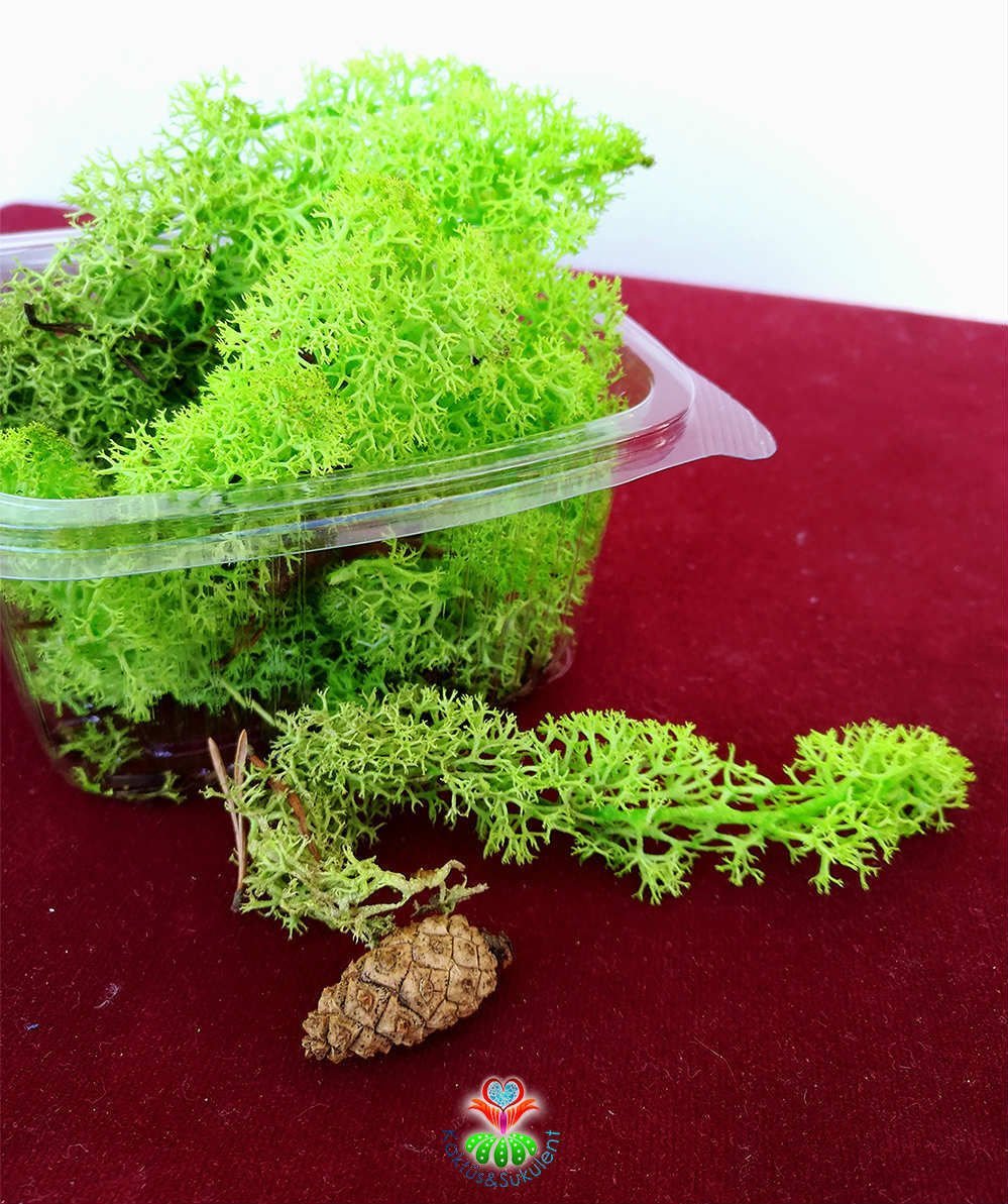 Açık Yeşil Renk Canlı Terraryum Yosunu- Reindeer Moss- Rengeyiği Yosunu-Likeni,Mini Bahçe,Yosun