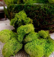 Açık Yeşil Renk Canlı Terraryum Yosunu- Reindeer Moss- Rengeyiği Yosunu-Likeni,Mini Bahçe,Yosun