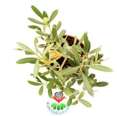 İthal Zeytin Ağacı- Olive Olea Europaea -Bonsai- 20 cm Boy, 500 yıl Ömürlü