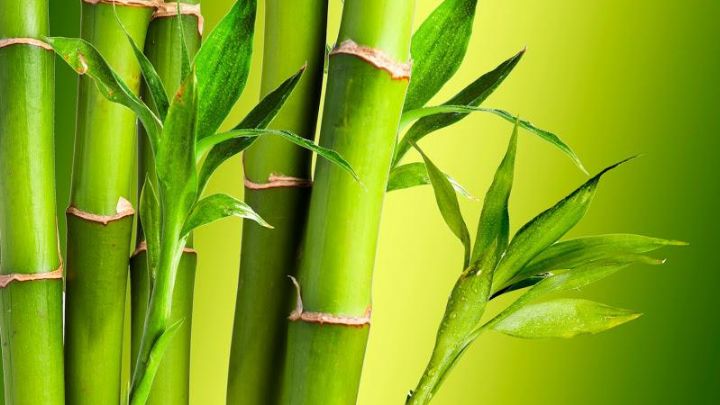 Bambu Eşyalar Sağlıklı mı?