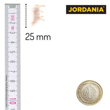 Jordania Maket Koyun Figürü 1/100 25mm 5li