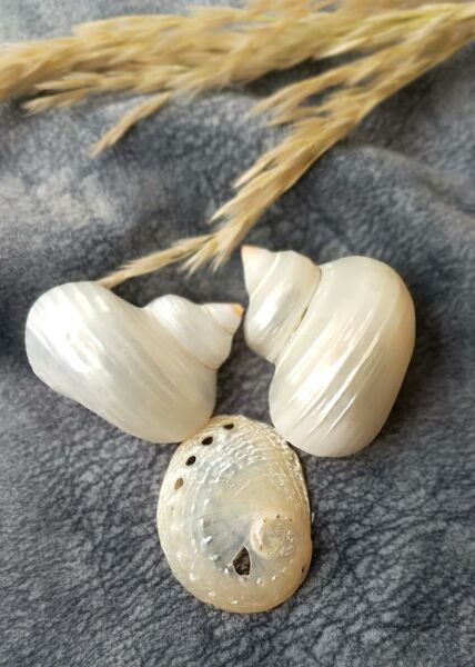 sedef deniz kabuğu kalp tabaklı ev dekor masa süsü hediye