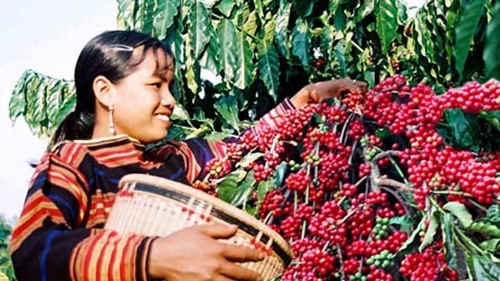Papua Yeni Gine Kahvesi Nerede Nasıl Yetiştirilir?