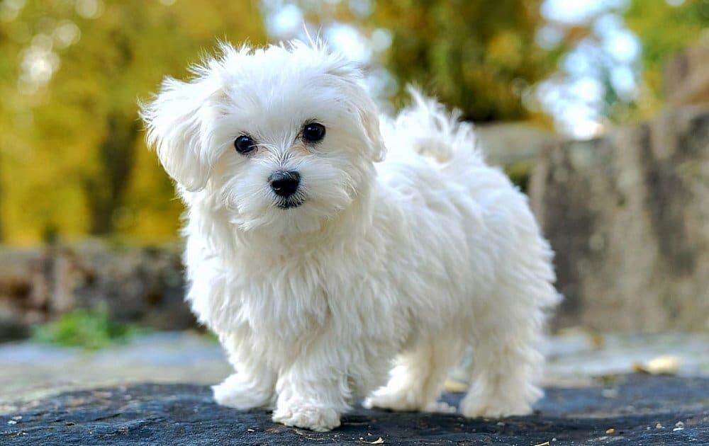 Maltese (Malta) Terrier