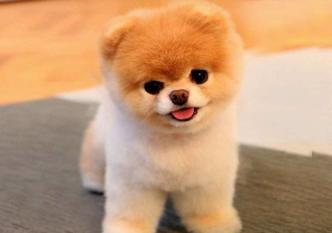 Pomeranian Boo Özellikleri ve Bakımı