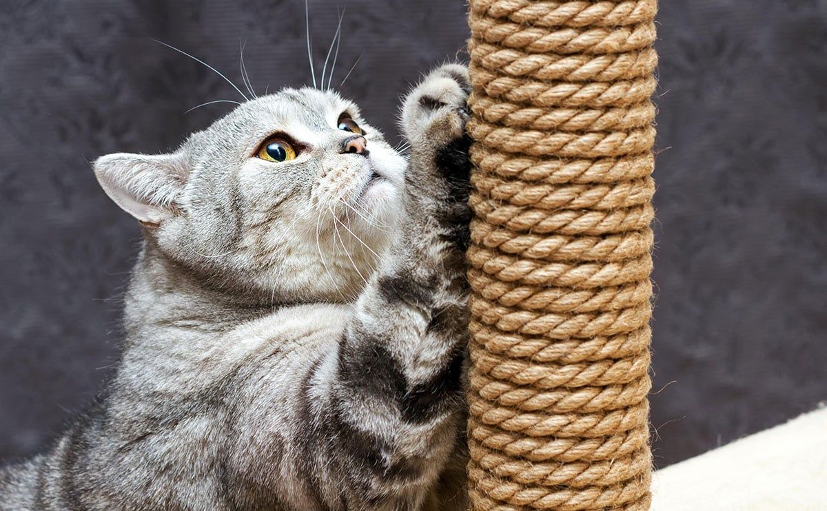 Kediler Neden Koltukları Tırmalar?