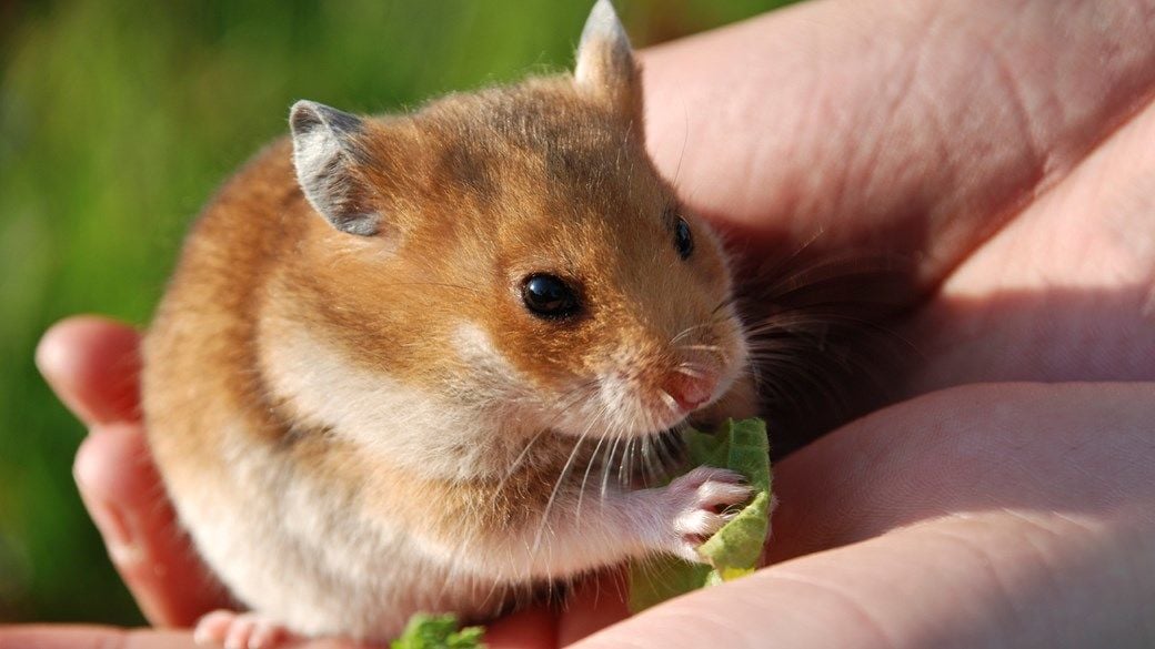 Hamster bakım ve beslenmesi