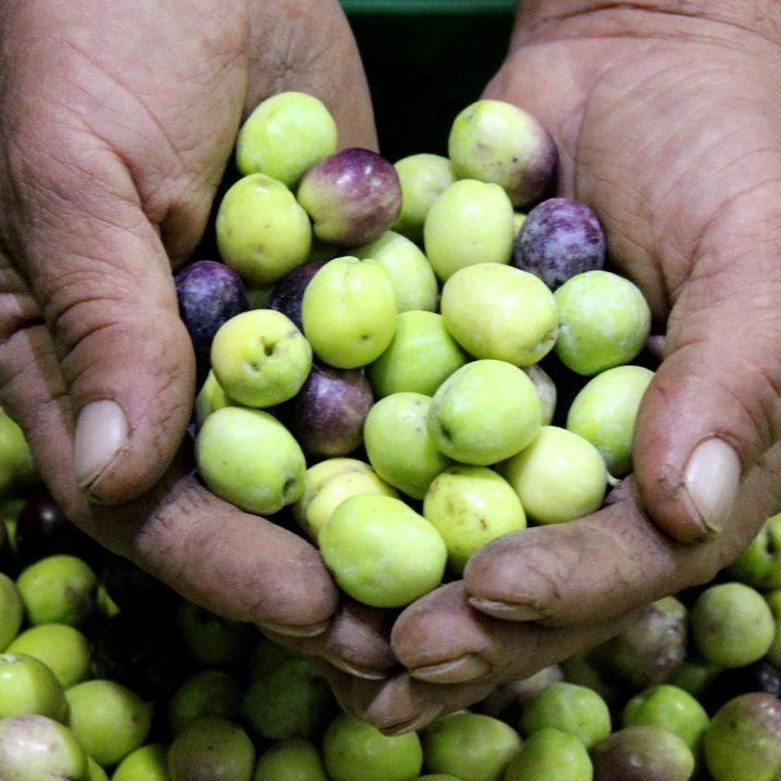 Kırmalık Orta Boy Yeşil Gemlik Zeytini (10 kg)