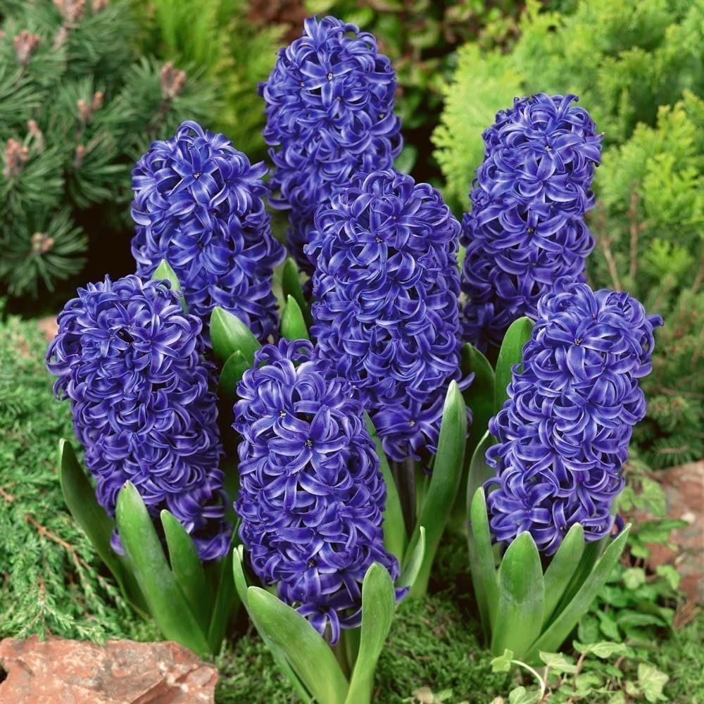 Mavi Blue Jacket Hyacinthus Sümbül Soğanı (3 adet)
